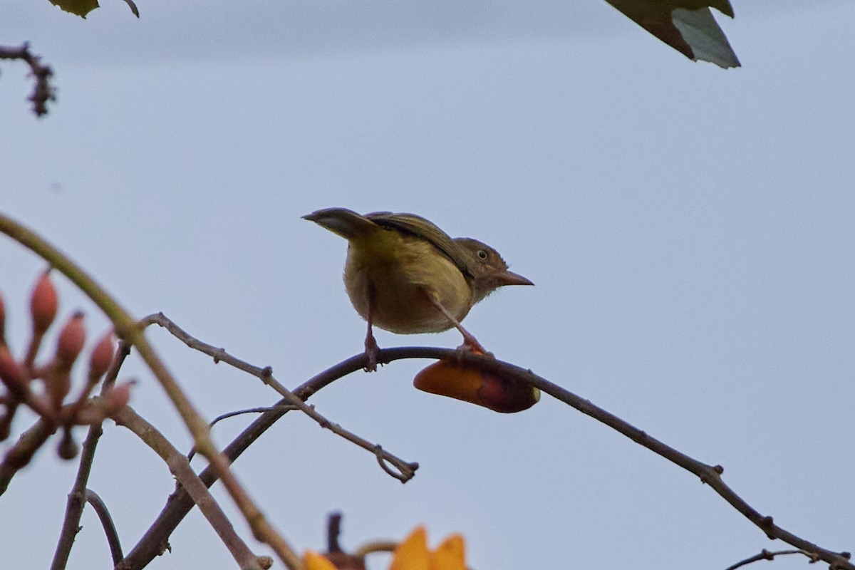 Verdillo Paticlaro (grupo flavipes) - ML457350781