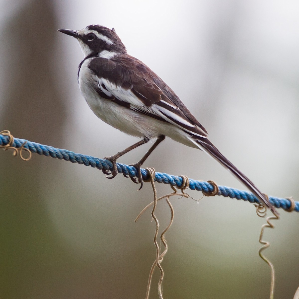 African Pied Wagtail - ML457350851