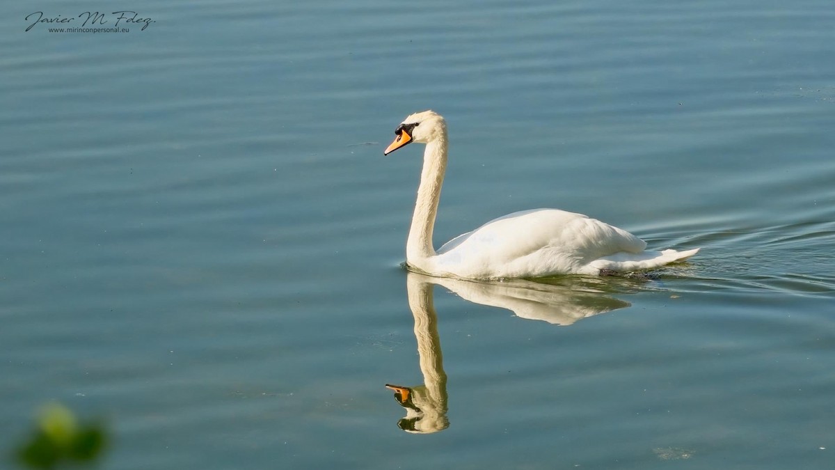 Mute Swan - Javier M Fernández Hdez.