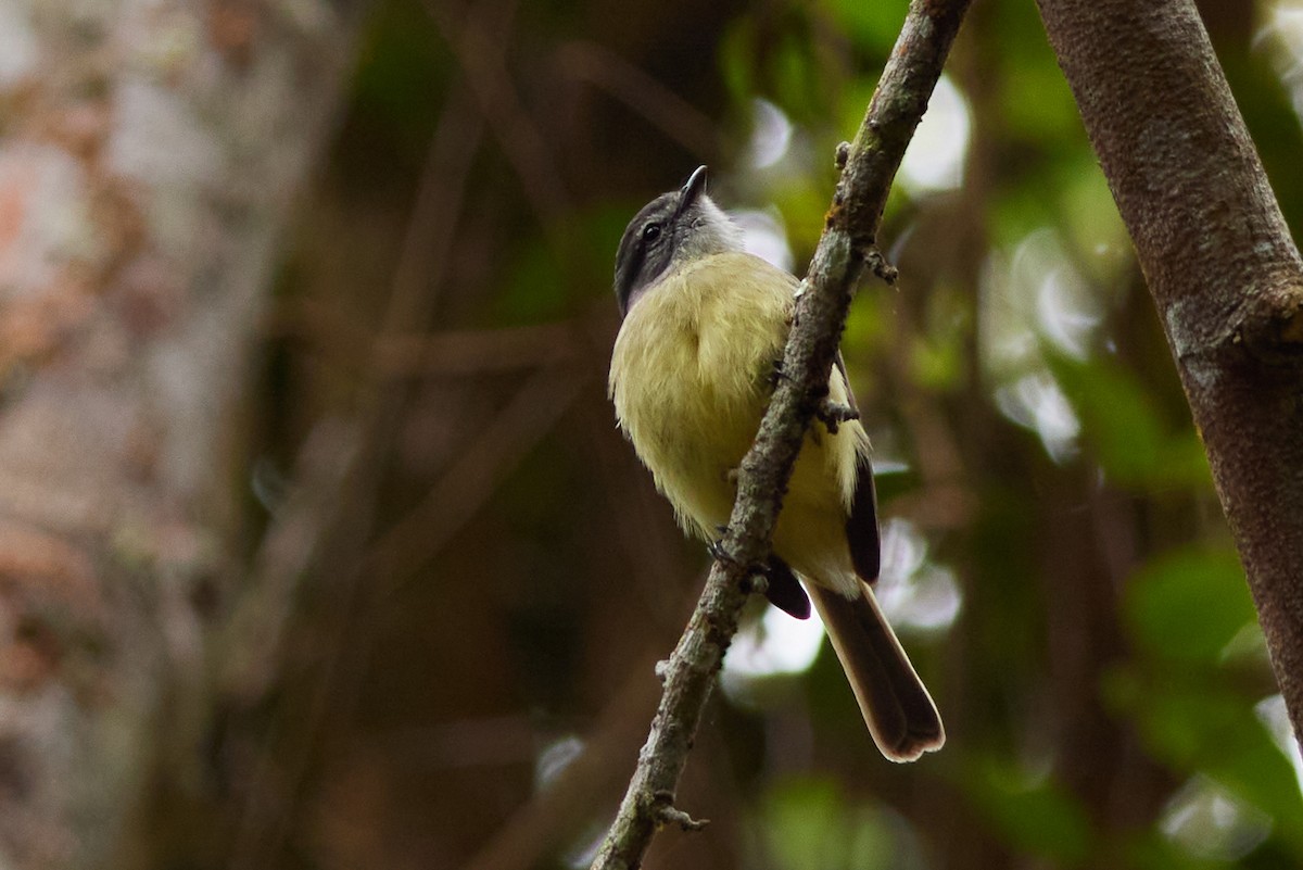 Sooty-headed Tyrannulet - ML457352451