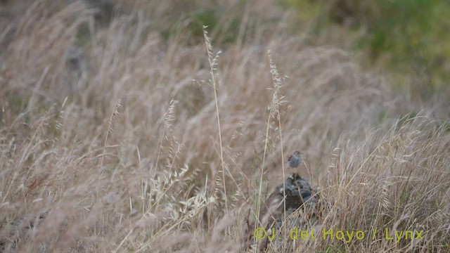 Berthelot's Pipit - ML457353211