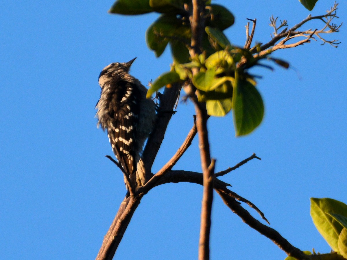 Yumuşak Tüylü Ağaçkakan (pubescens/medianus) - ML457353951