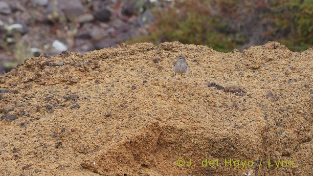 פפיון קנרי - ML457354101