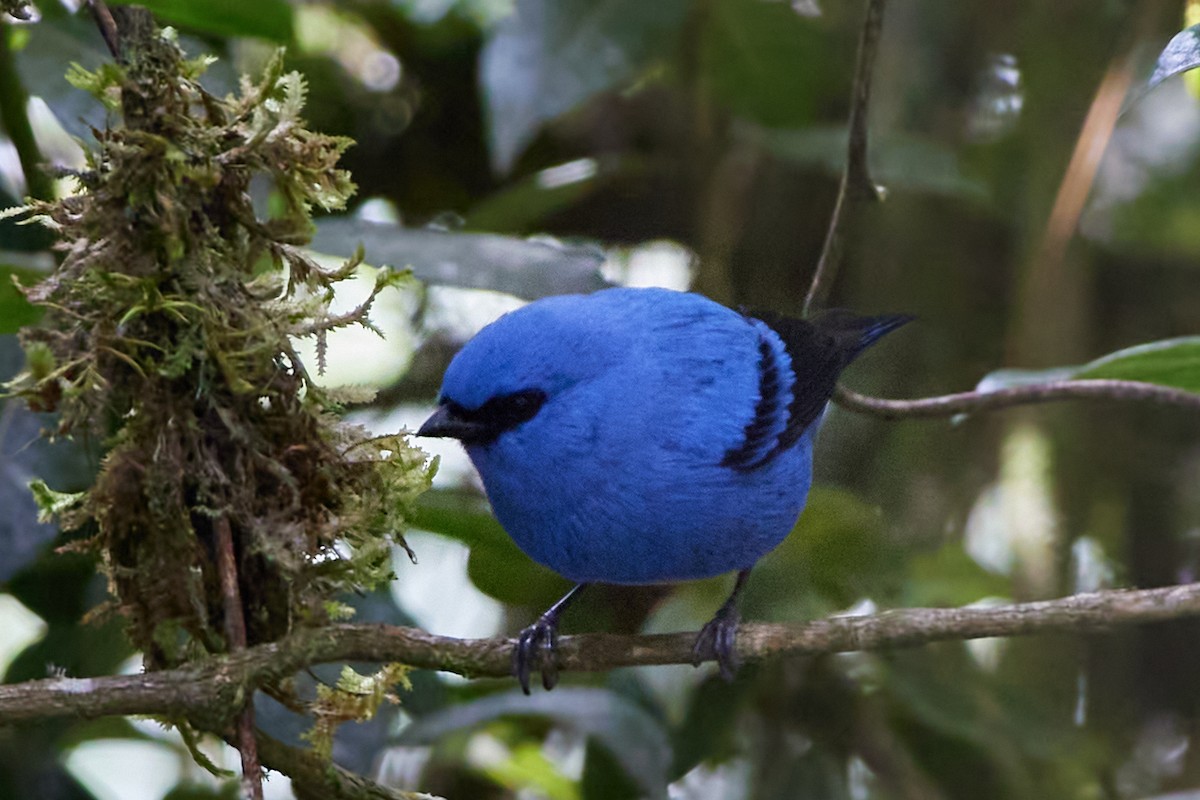 Blue-and-black Tanager (Blue-and-black) - ML457354911