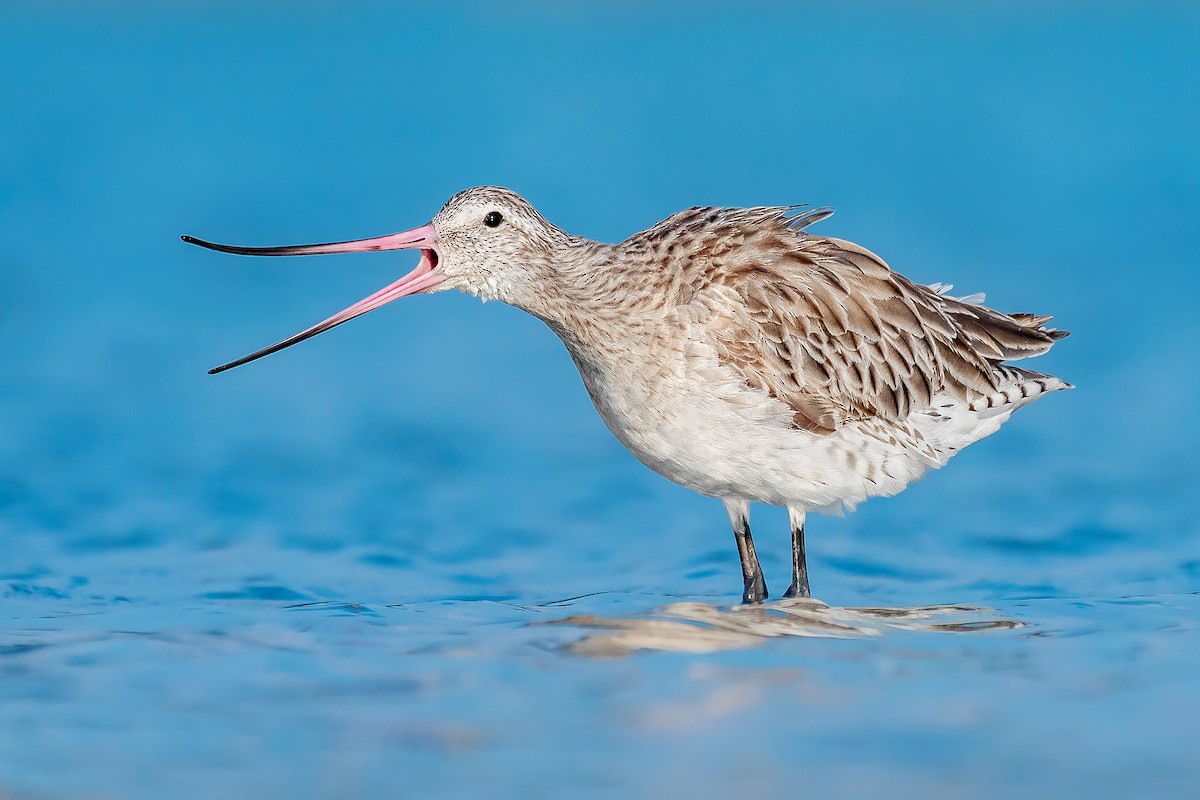 Bar-tailed Godwit - ML457354951