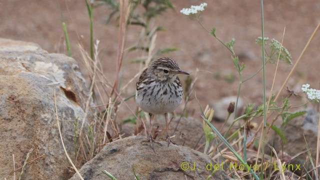 Pipit de Berthelot - ML457354991