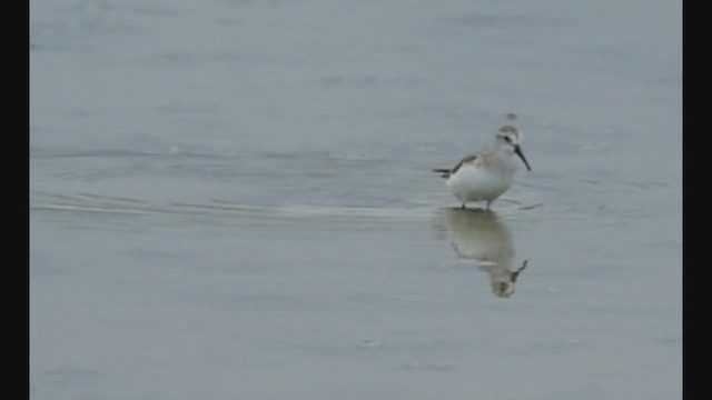 Bergstrandläufer - ML457355591