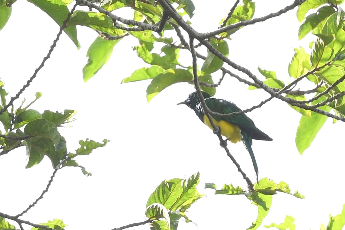 African Emerald Cuckoo - ML457355671