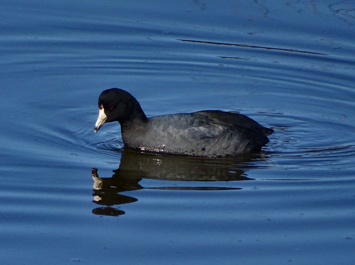 American Coot (Red-shielded) - Diane Rose