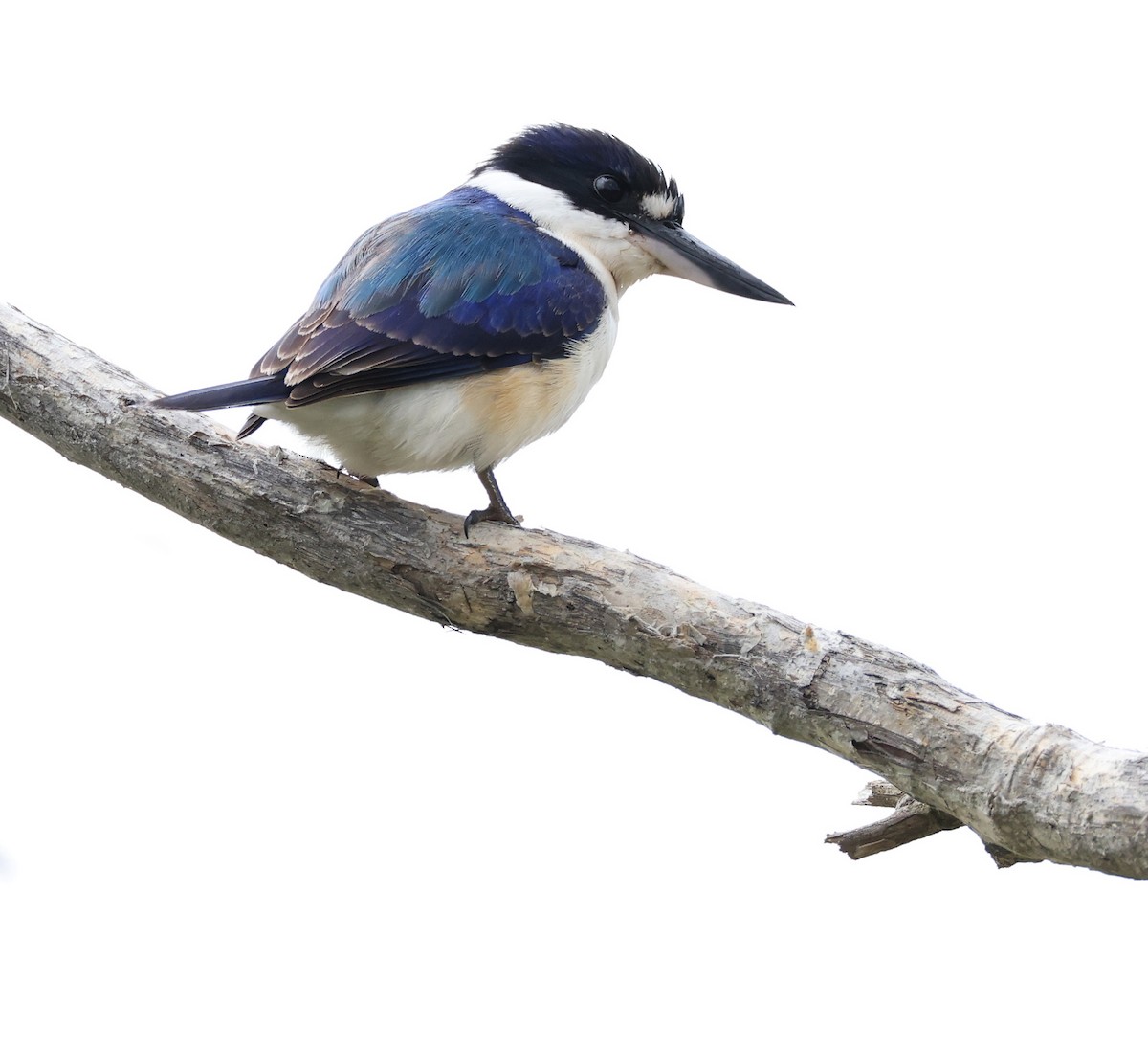 Forest Kingfisher - Andy Gee