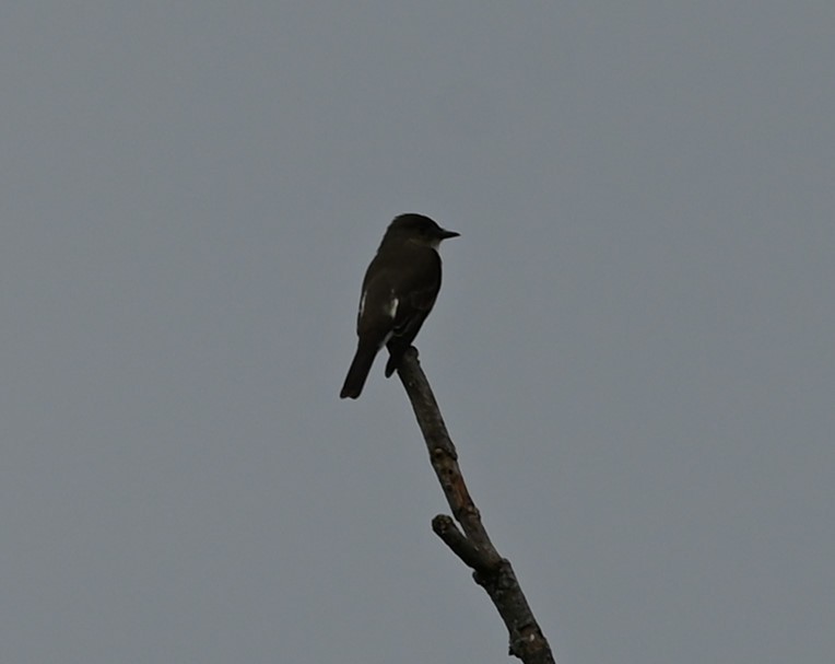 Olive-sided Flycatcher - ML457361171