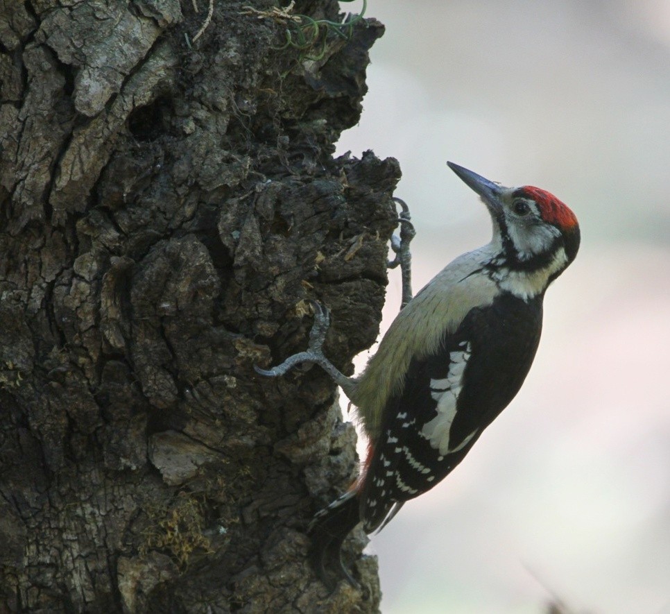 Himalayan Woodpecker - Ritwik Gupta