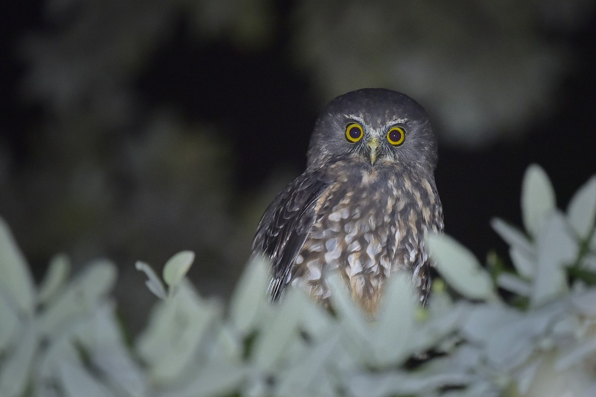 Morepork - ML457364081