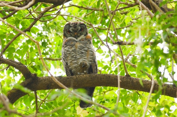 Mottled Wood-Owl - ML45736581