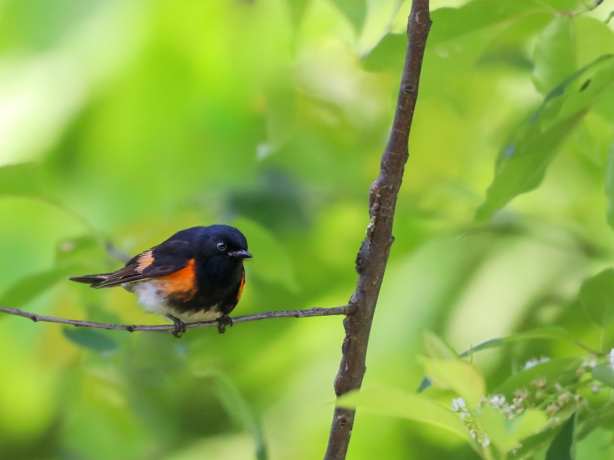 American Redstart - Sarah Sharp