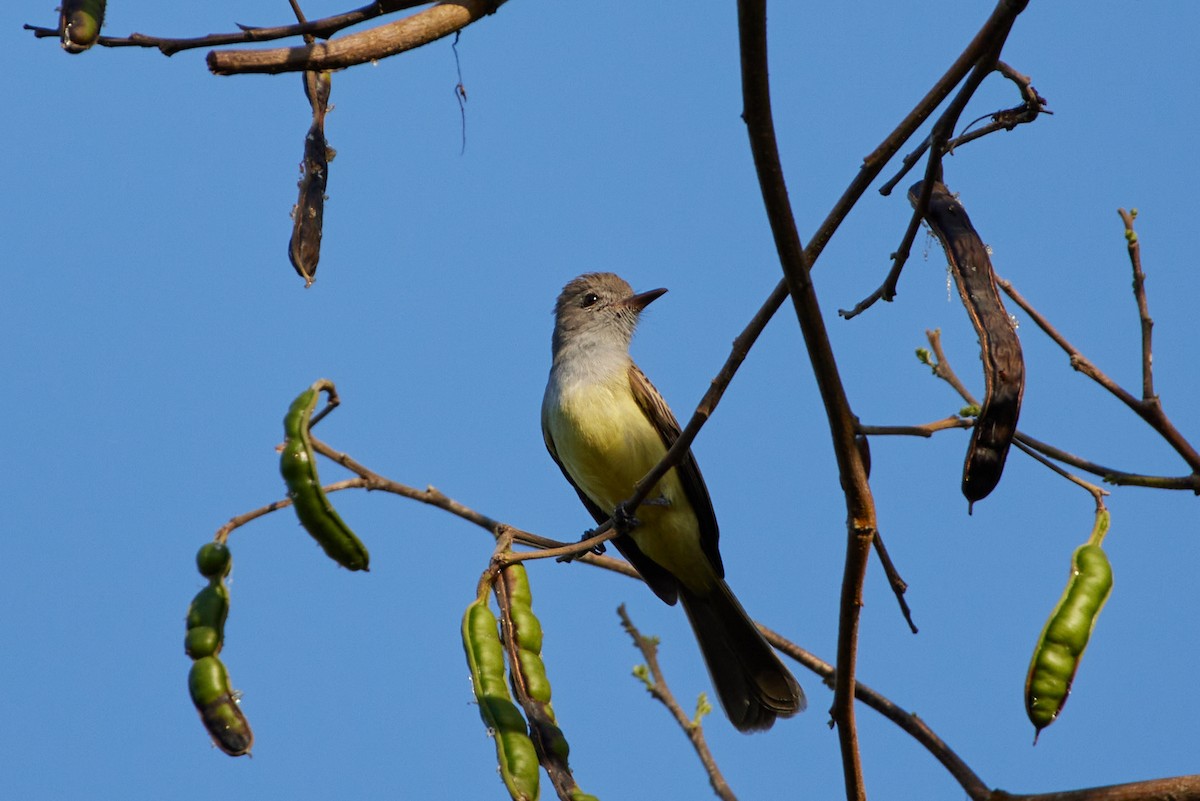 Dusky-capped Flycatcher - Oliver Kell