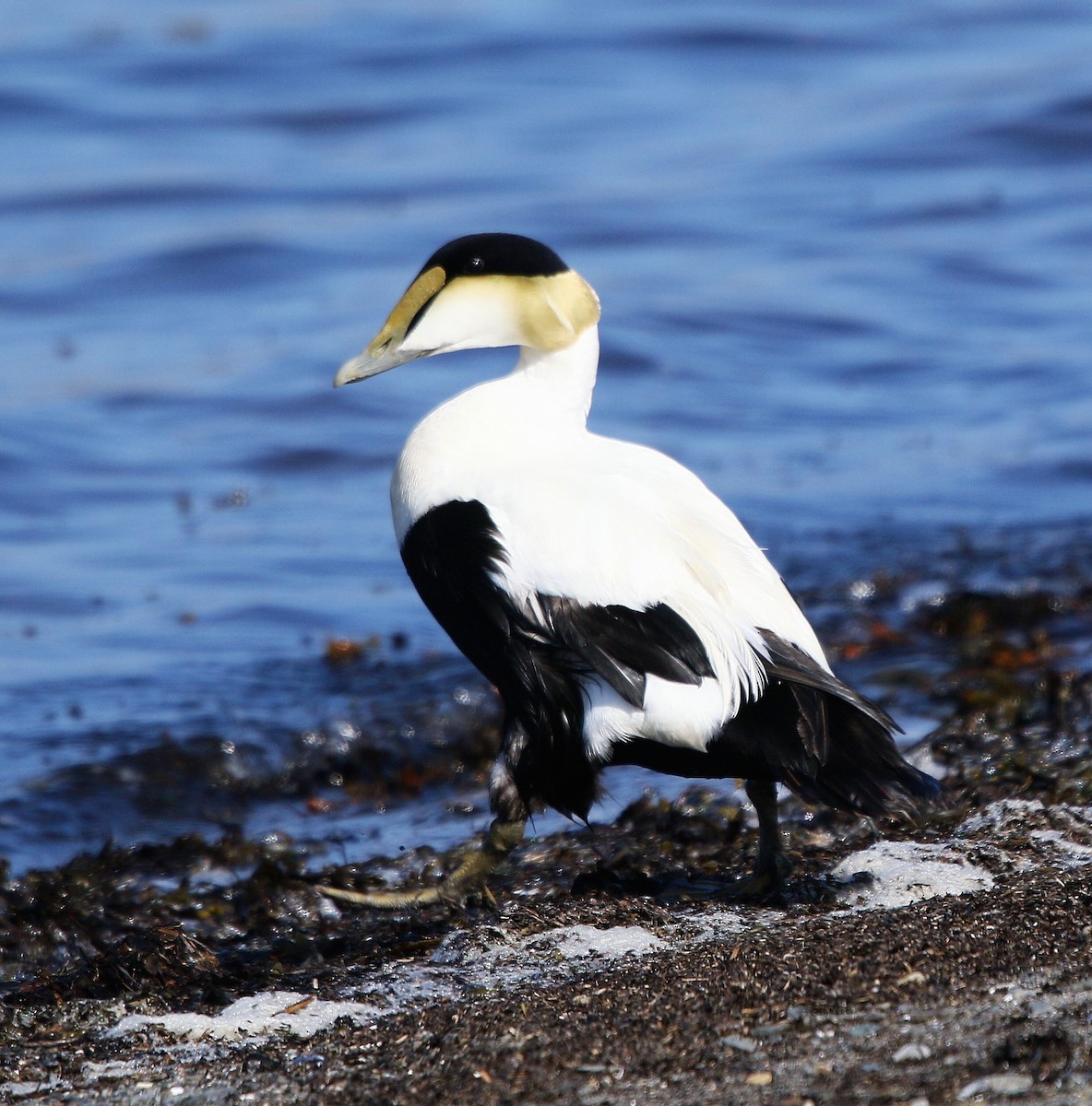 Common Eider - Marie-Josee D'Amour