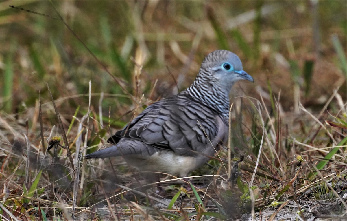 Peaceful Dove - ML457372001