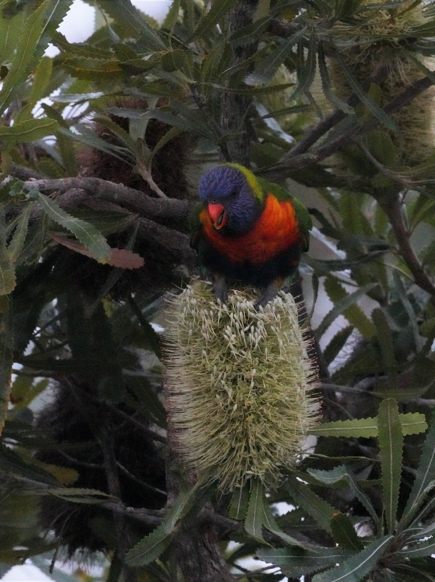 Rainbow Lorikeet - ML457372301