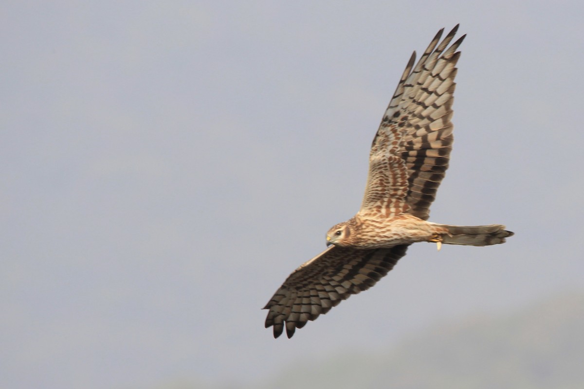 Montagu's Harrier - ML45737231