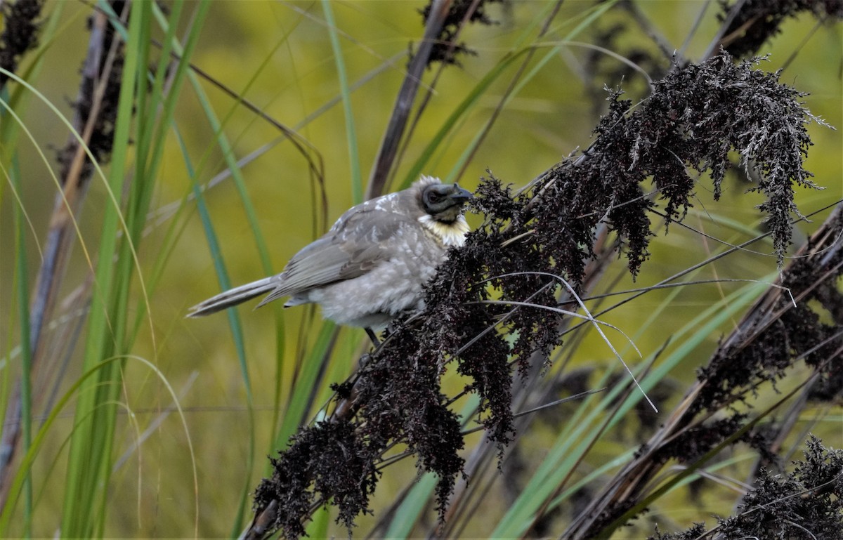 Noisy Friarbird - ML457372421