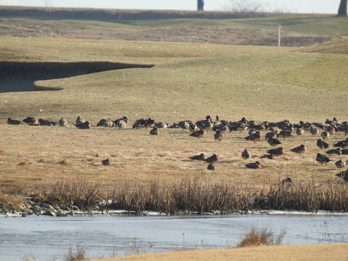 Green-winged Teal - ML45737271