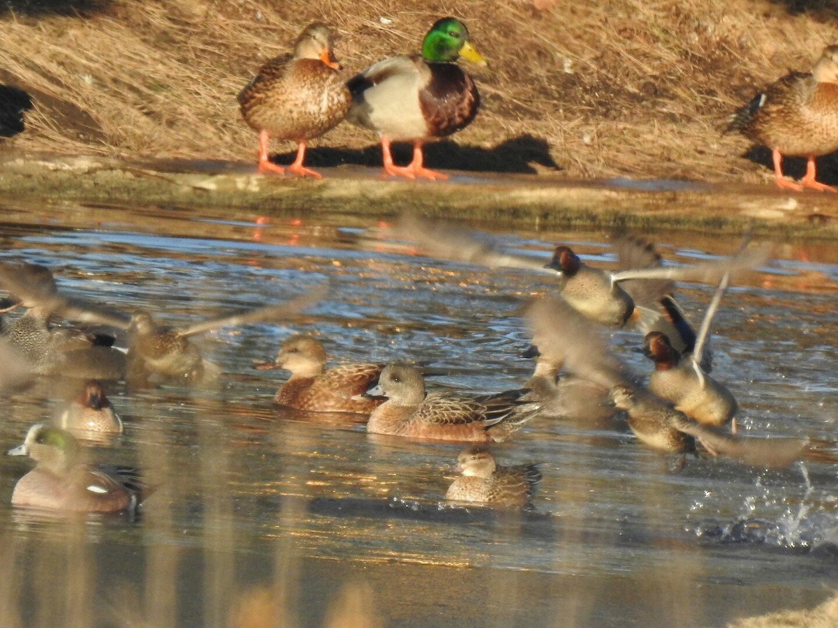 Green-winged Teal - Anonymous