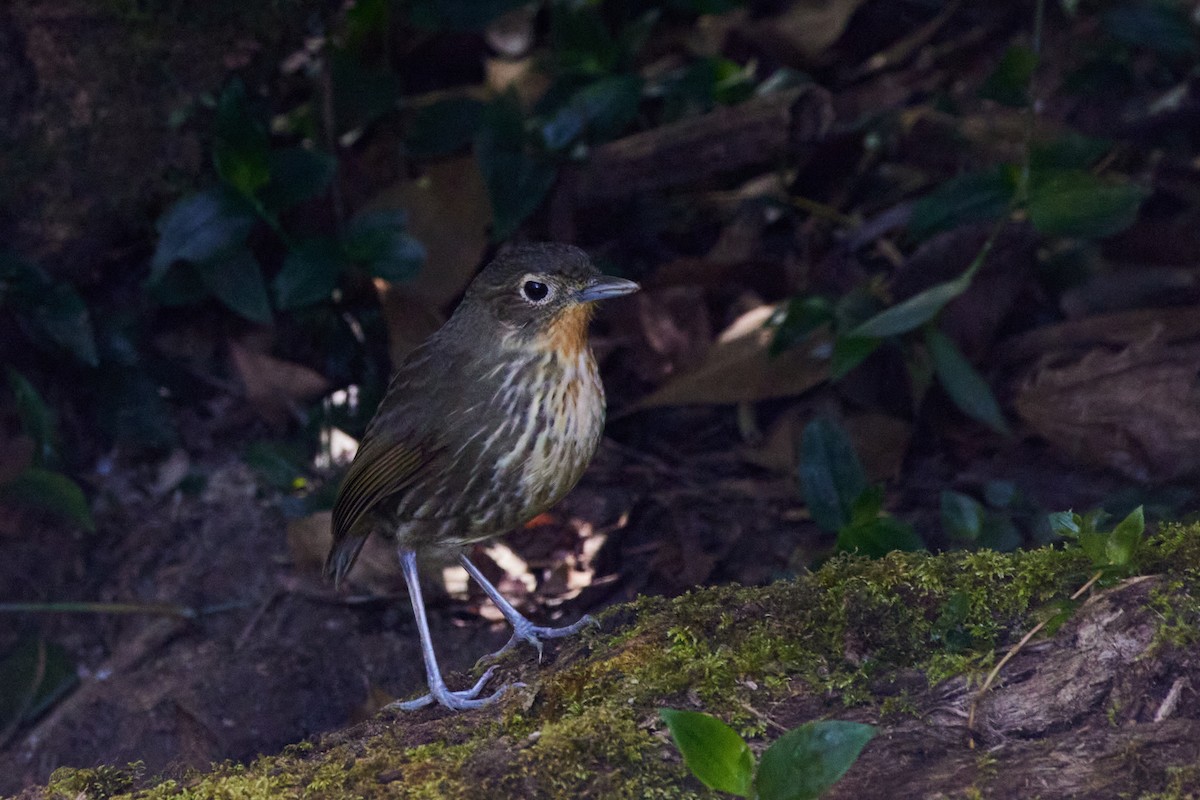 Santa Marta Antpitta - ML457373241