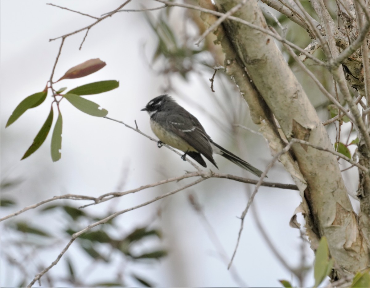 Gray Fantail - ML457373301