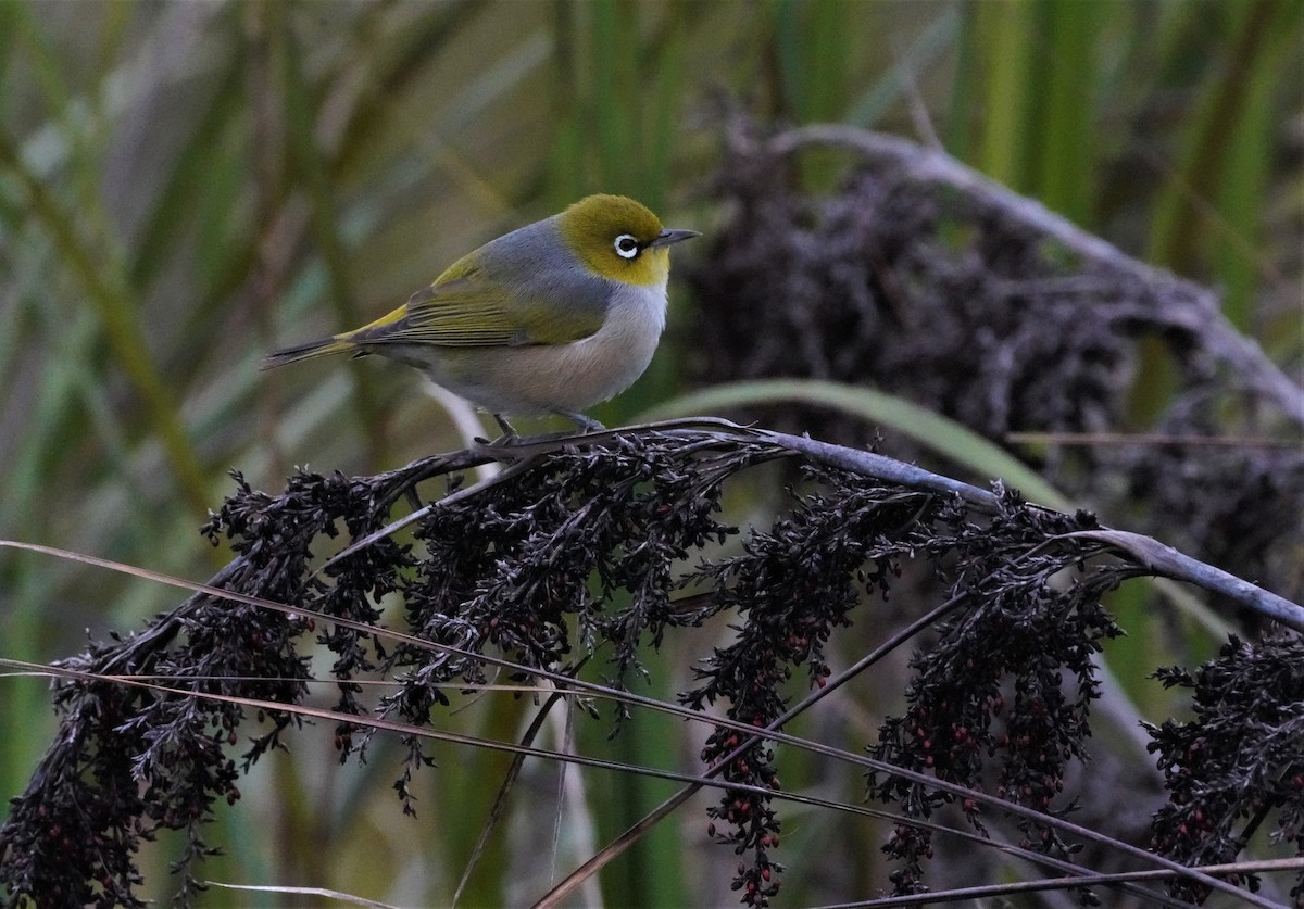 Graumantel-Brillenvogel - ML457373751