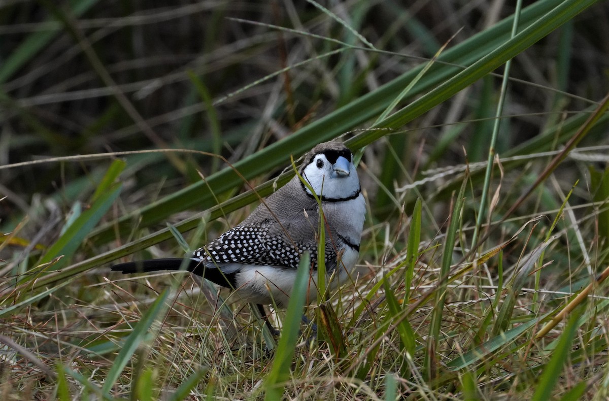 Double-barred Finch - ML457373911