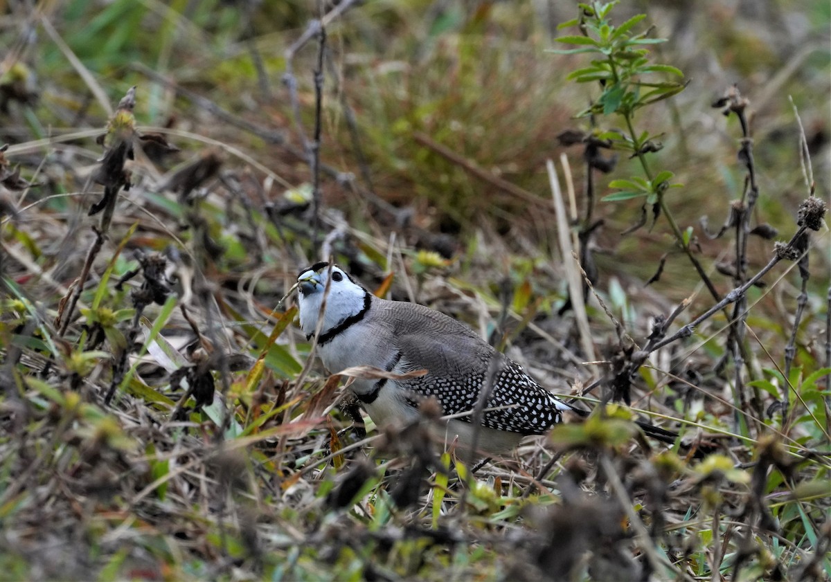 Double-barred Finch - ML457373951