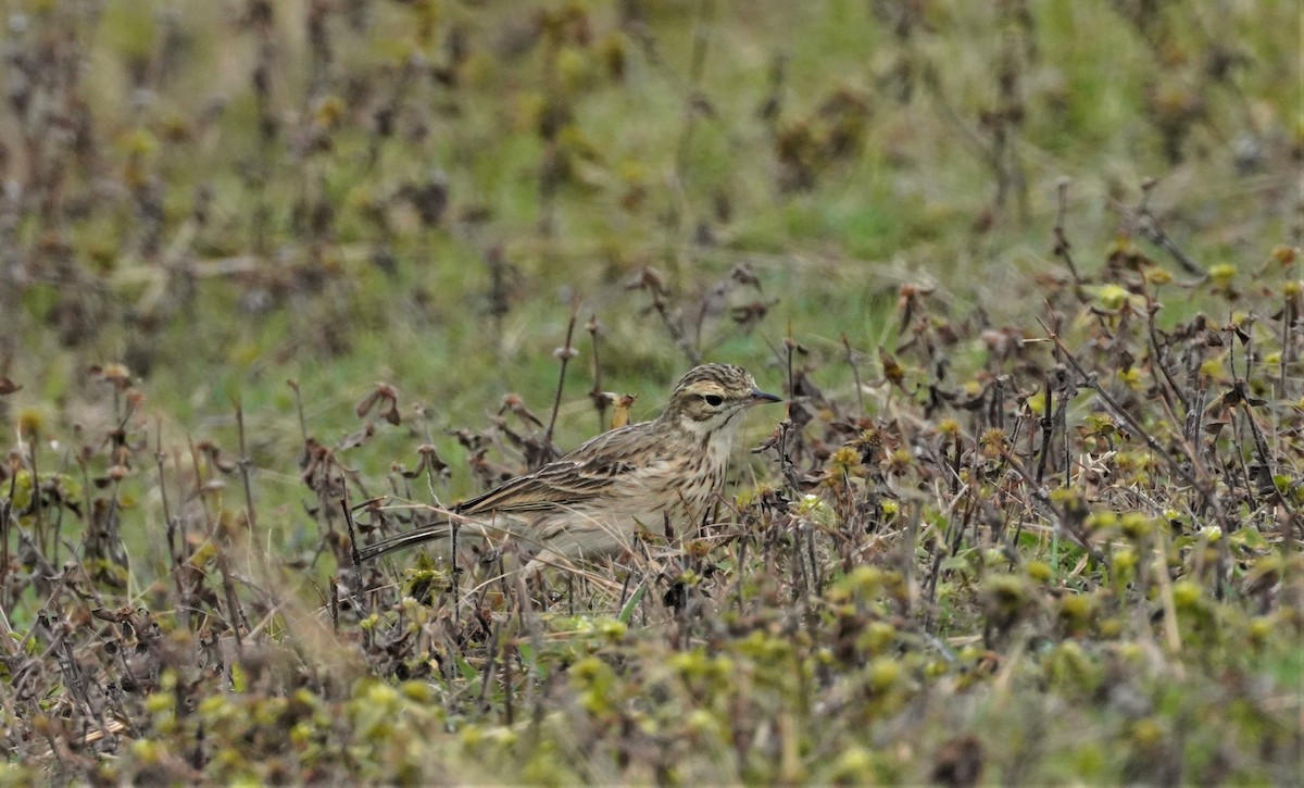 Bisbita Neozelandés (grupo australis) - ML457374091