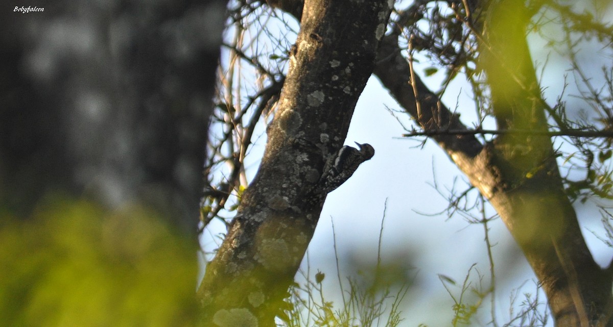 Yellow-bellied Sapsucker - ML45737501