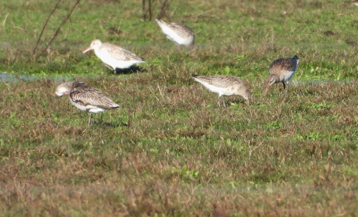 Bar-tailed Godwit - ML457375201