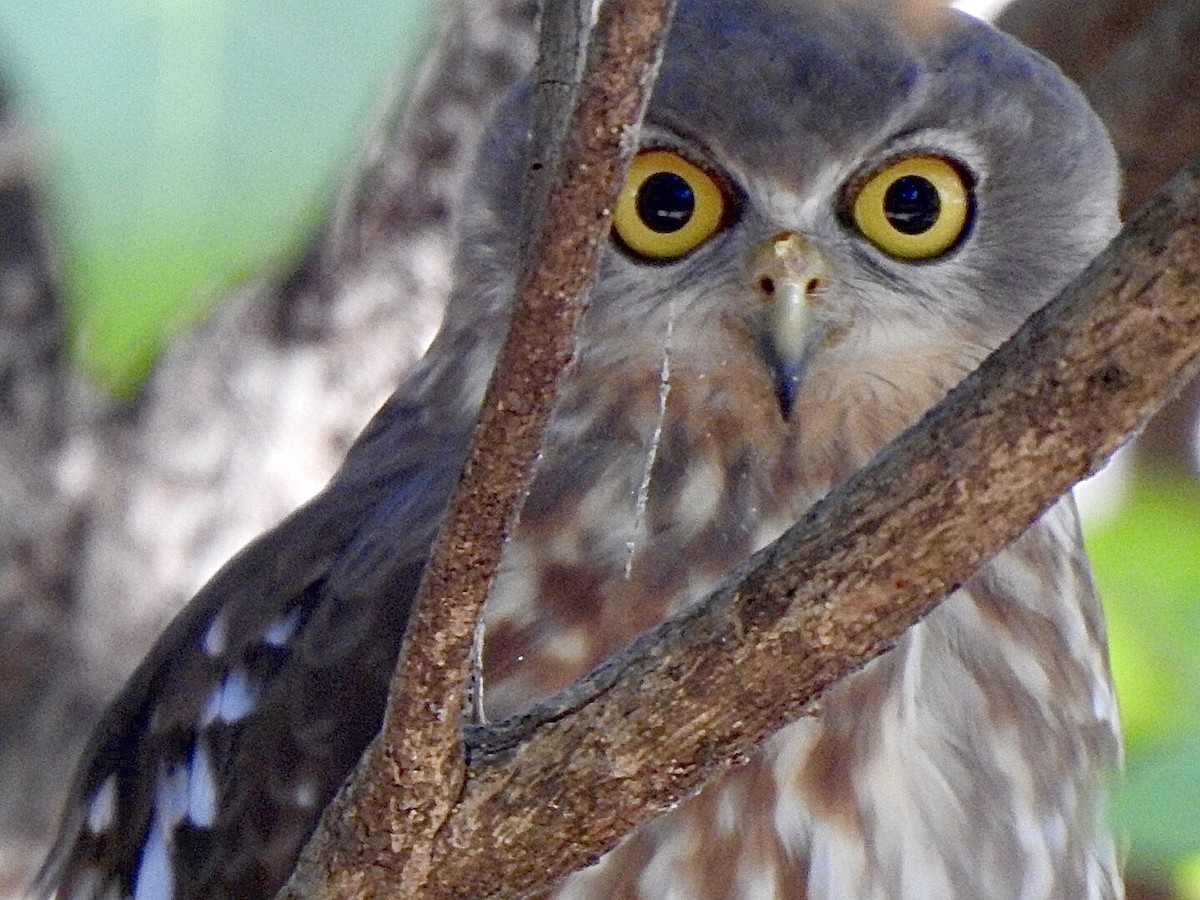 Barking Owl - ML457375821