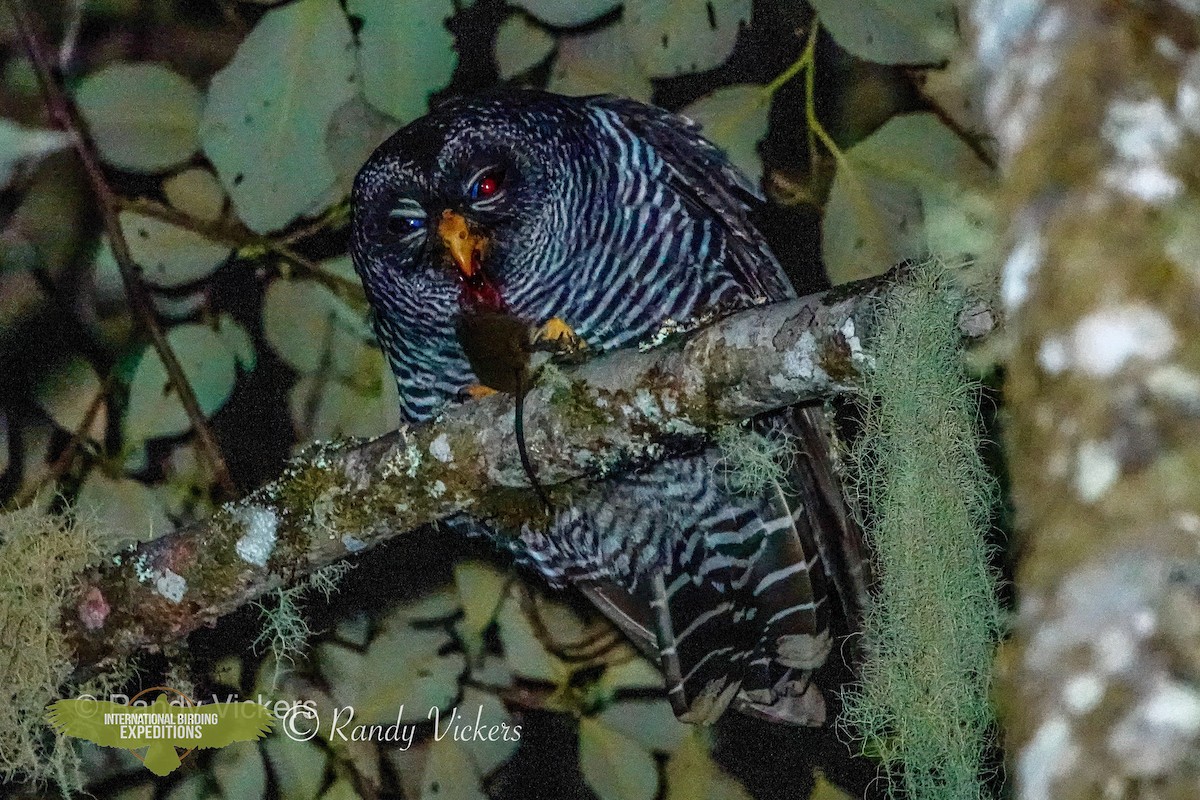 Black-banded Owl (San Isidro) - Randy Vickers