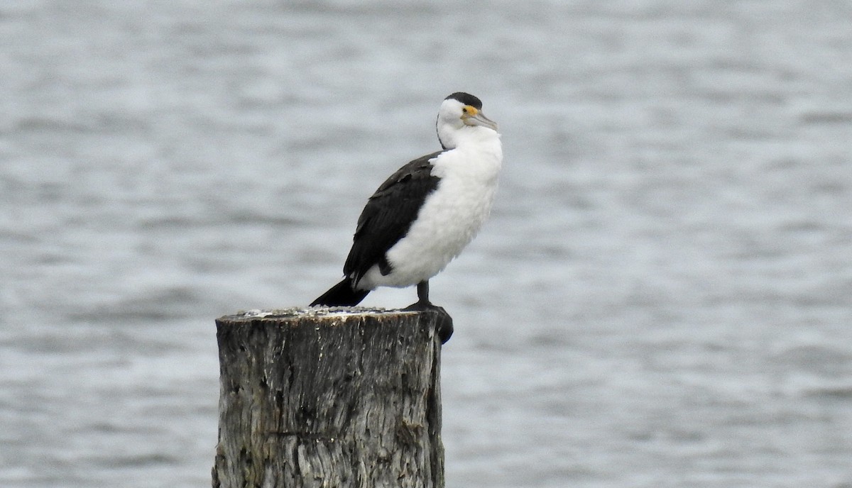 Pied Cormorant - ML457378351