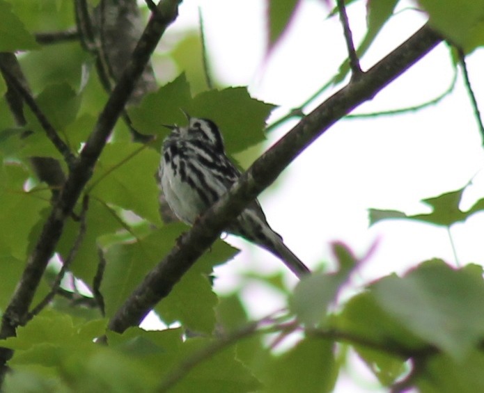 Black-and-white Warbler - ML457378701
