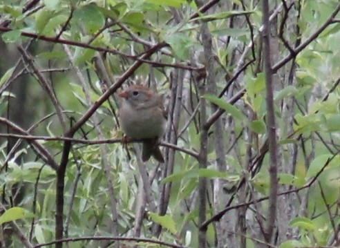 Field Sparrow - ML457378731