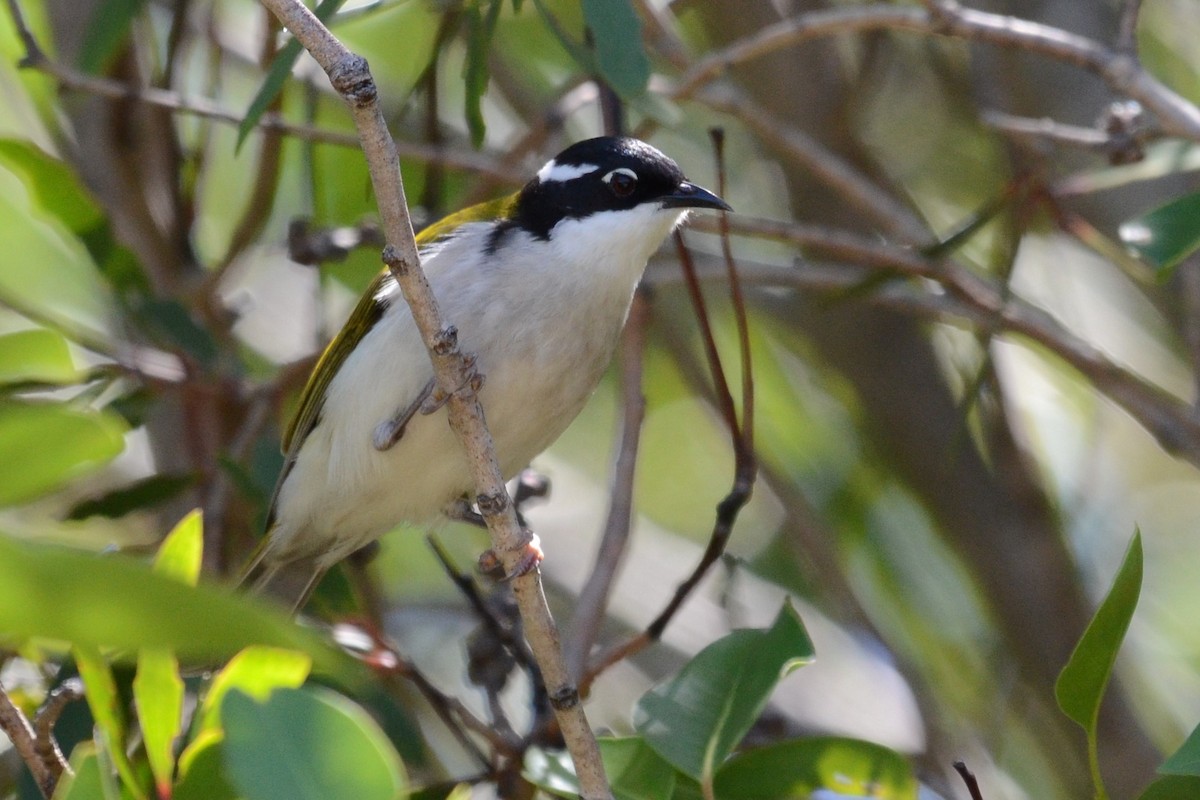 White-throated Honeyeater - Stephen Haase