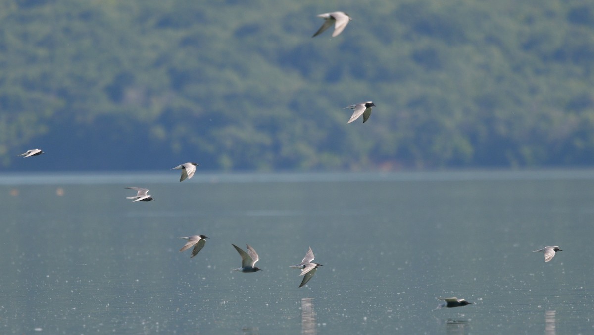 Black Tern - Carl Winstead