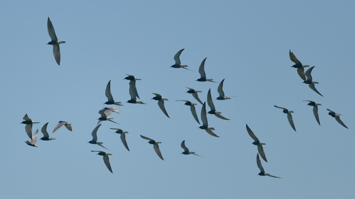 Black Tern - Carl Winstead