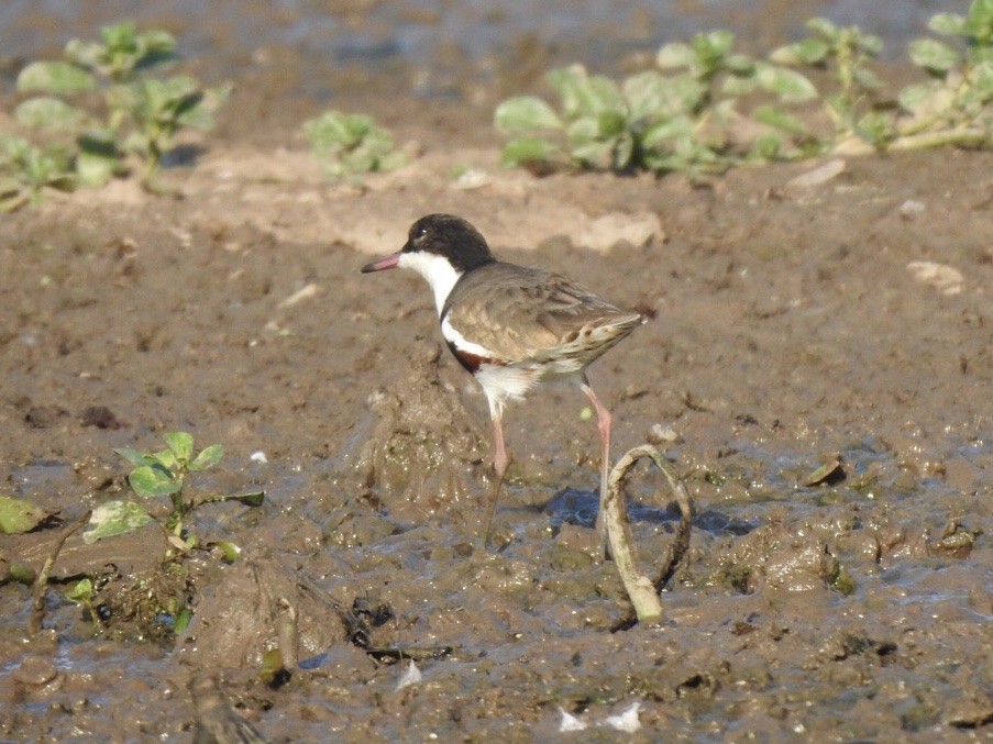 Red-kneed Dotterel - ML457380681
