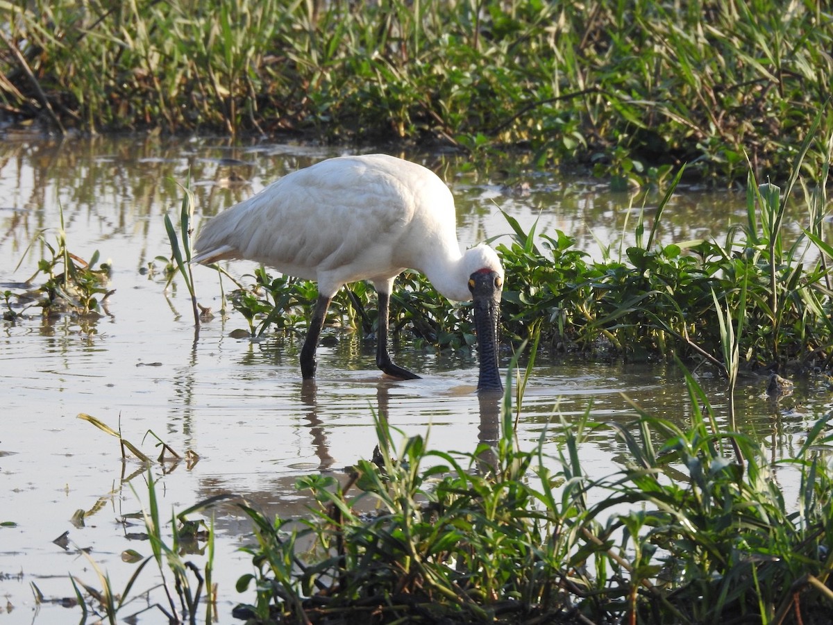 Royal Spoonbill - ML457381571