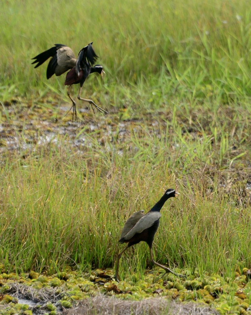 Bronze-winged Jacana - Premchand Reghuvaran