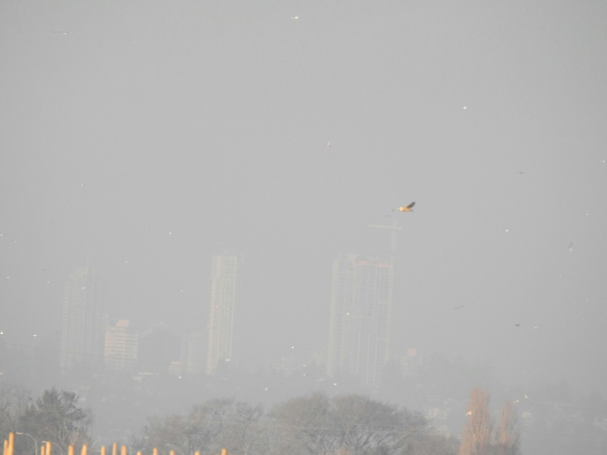 Short-eared Owl - ML45738271