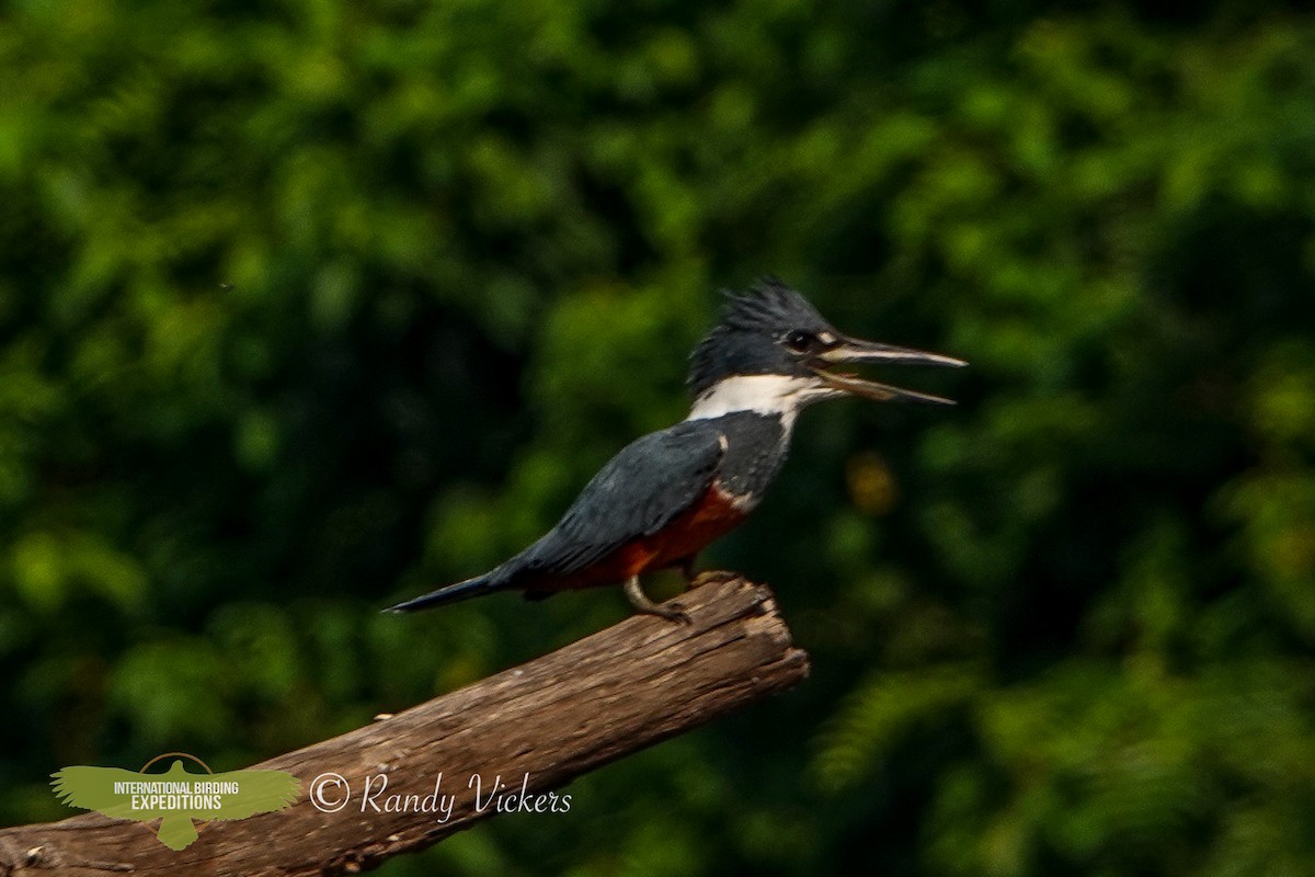 Ringed Kingfisher - ML457382721