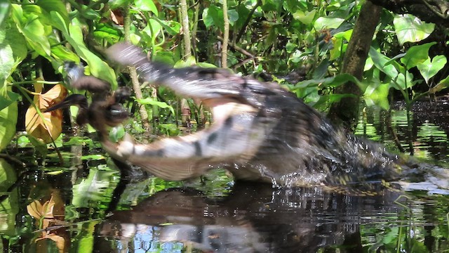 Agami Heron - ML457383031