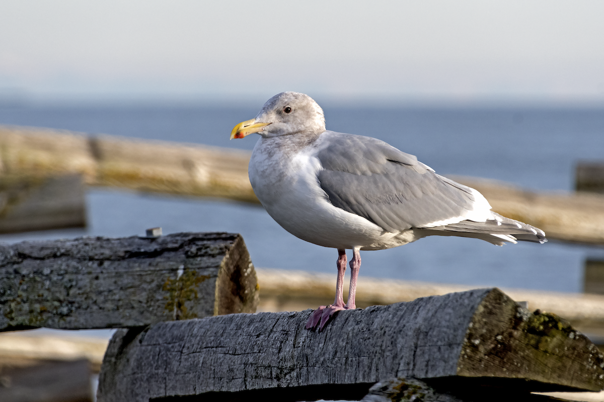 Glaucous-winged Gull - David Badke